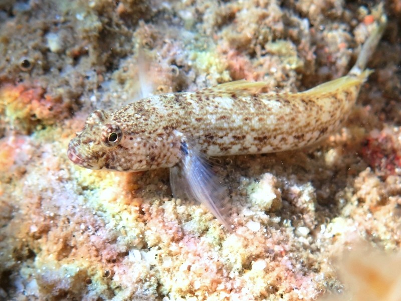 Gobius incognitus (M. Kovacic and R. anda, 2016) vs. Gobius bucchichi (Steindachner,1870)